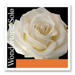 Juego Cuerdas Pirastro Violín Wondertone Solo 410521